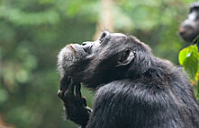 kibale_forest_national_park_010