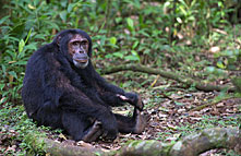 kibale_forest_national_park_016