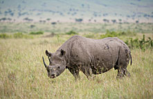 masai_mara_national_reserve_rhino