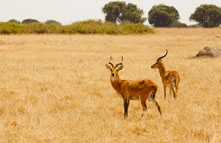 queen_elizabeth_national_park_033