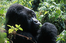 volcanoes_national_park