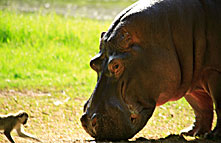 hippo