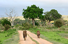 THE BEST OF KENYA & TANZANIA SAFARI THE BEST OF KENYA & TANZANIA SAFARI