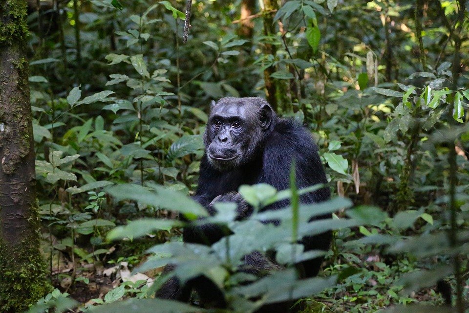 chimpanzee-